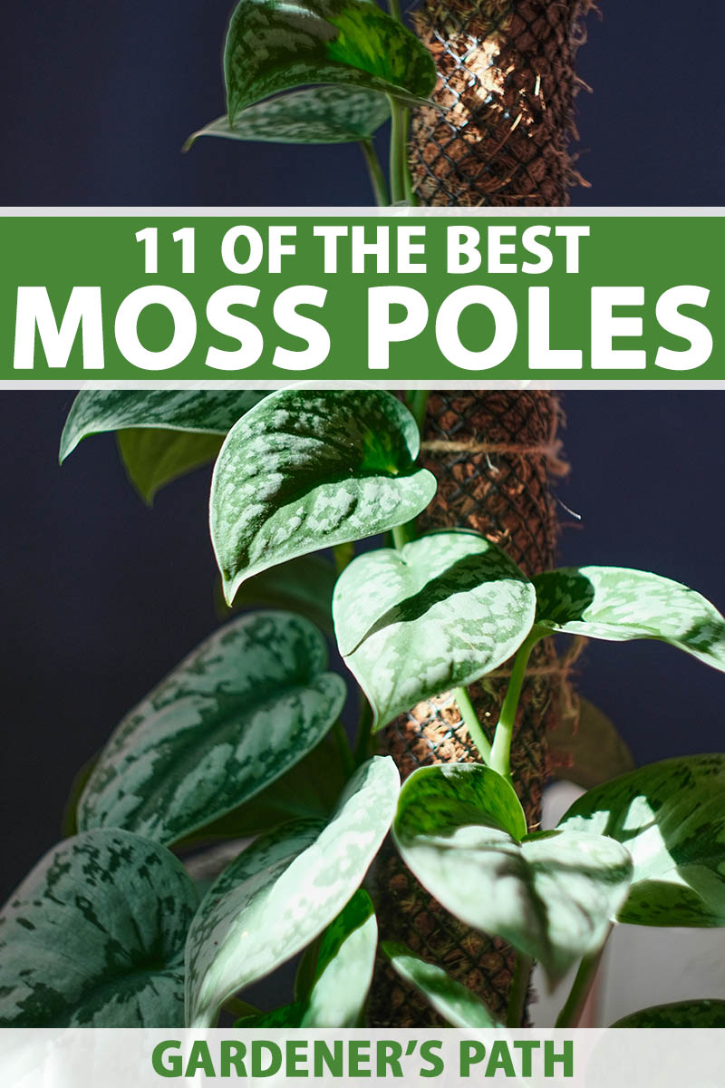 11 of the Best Moss Poles for Monstera and Other Epiphytes